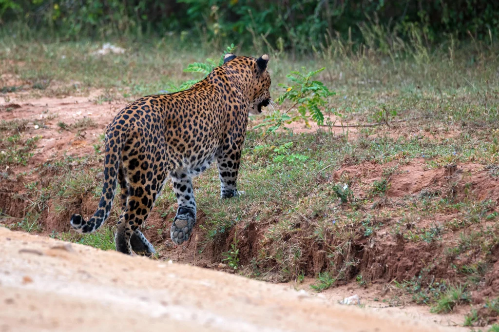 yala national park